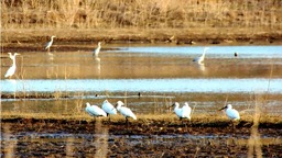 十堰鄖陽湖濕地公園吸引候鳥結隊棲息