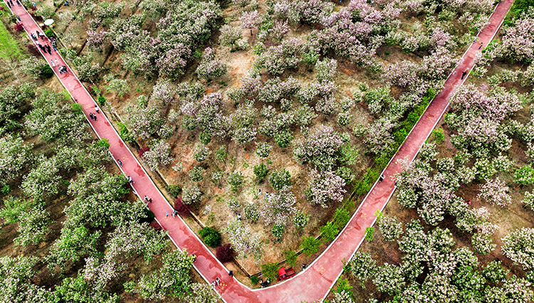 眉山仁寿：农旅融合写华章 樱花增色又添香_fororder_航拍仁寿县方家镇曲江社区樱花基地。09