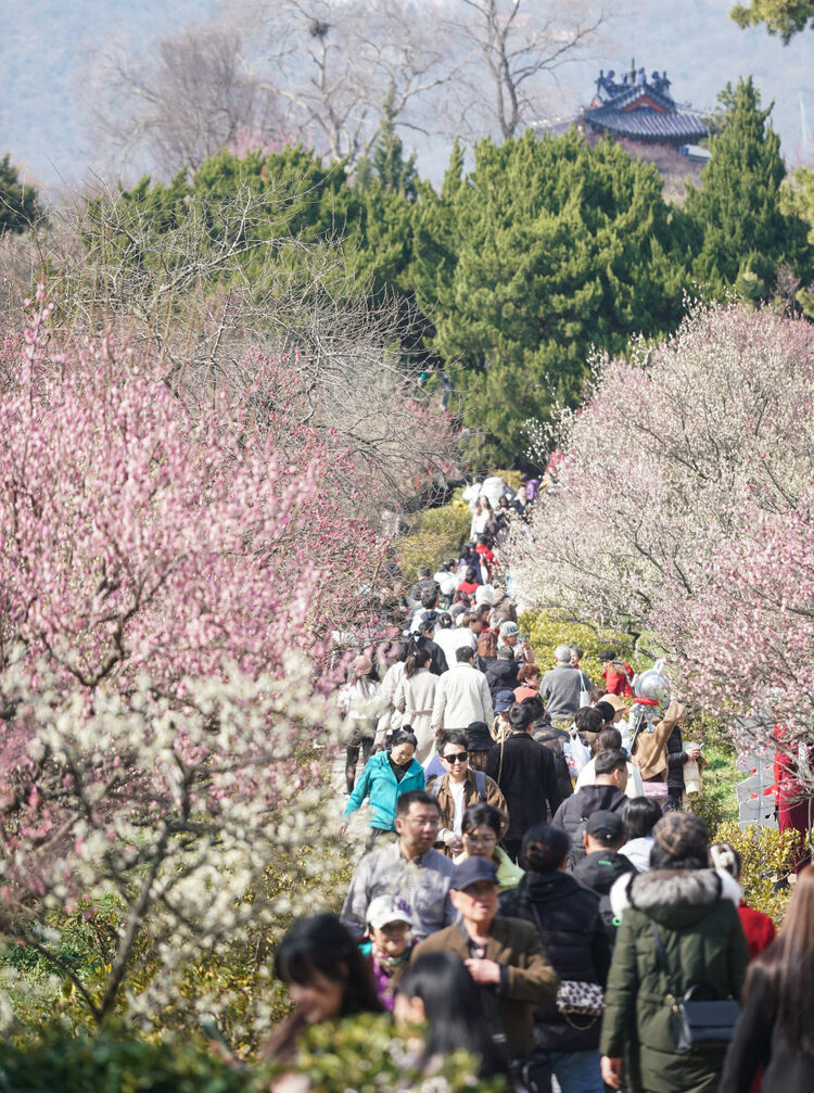 江蘇南京：梅花山上花爛漫