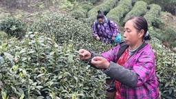 貴州都勻：雪芽吐綠泛茶香 茶農搶“鮮”採茶忙