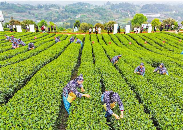 瀘永江共建100萬畝優質茶葉産業帶 川渝採茶選手顯身手