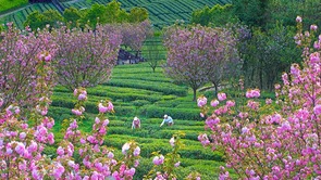 重慶秀山：櫻花茶園迎來最美時節