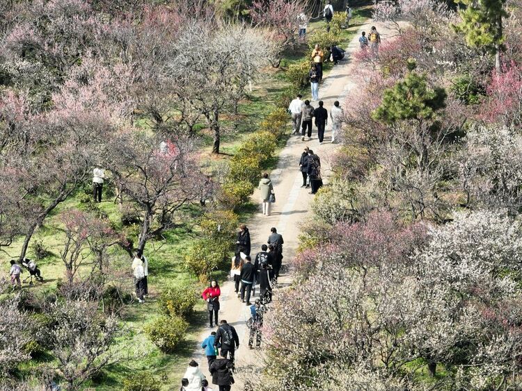 江蘇南京：梅花山上花爛漫