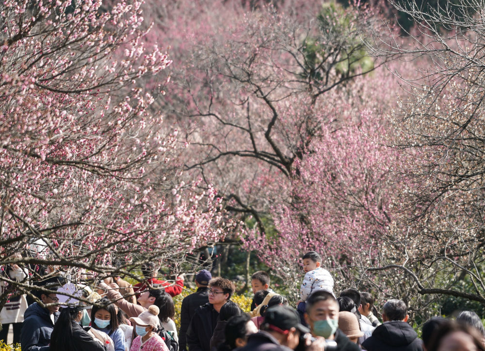 江蘇南京：梅花山上花爛漫