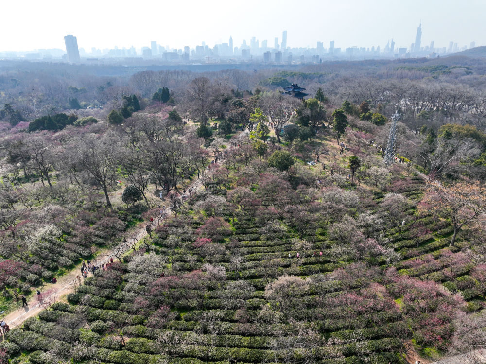 江蘇南京：梅花山上花爛漫