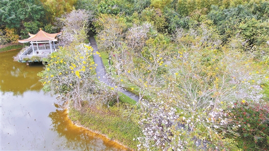 赏花游持续催热东莞“春日经济”_fororder_赏花