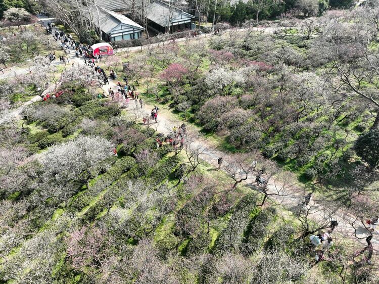 江蘇南京：梅花山上花爛漫