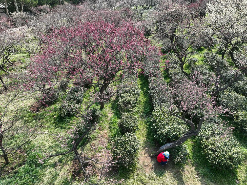 江蘇南京：梅花山上花爛漫