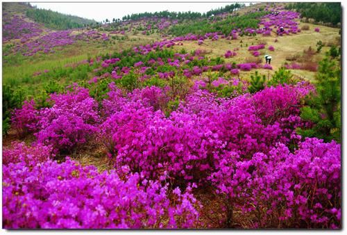 中国·漠河首届杜鹃花节将于5月举行