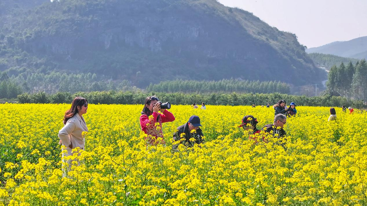 桂林靈川：千畝油菜花開出春日好風光_fororder_圖片4