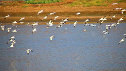 孝感朱湖湿地吸引万千水鸟翩翩至