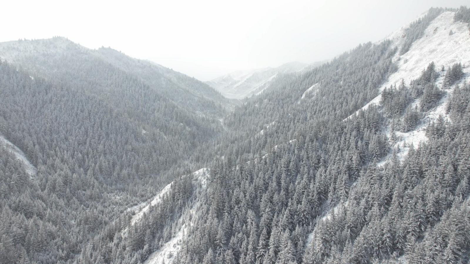 【原创】金昌永昌：祁连山区成野生动物戏雪乐园_fororder_69c066cb-c7cd-46c6-967e-79034bd82e5a_l