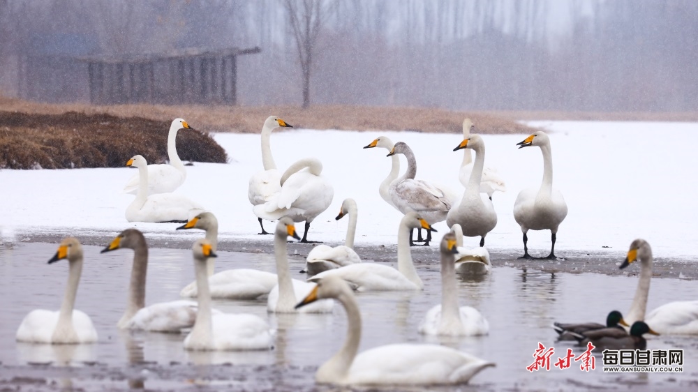 天鵝迎雪舞蹁躚 張掖濕地公園如童話世界_fororder_7