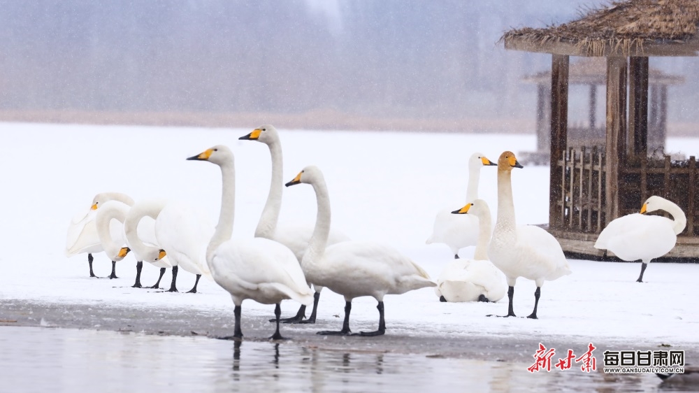 天鵝迎雪舞蹁躚 張掖濕地公園如童話世界_fororder_8