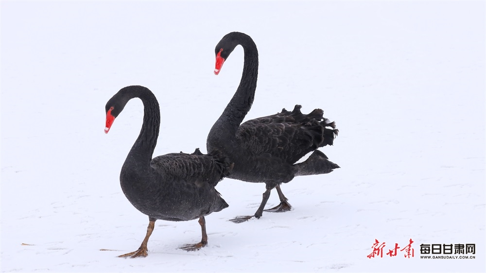 天鵝迎雪舞蹁躚 張掖濕地公園如童話世界_fororder_2