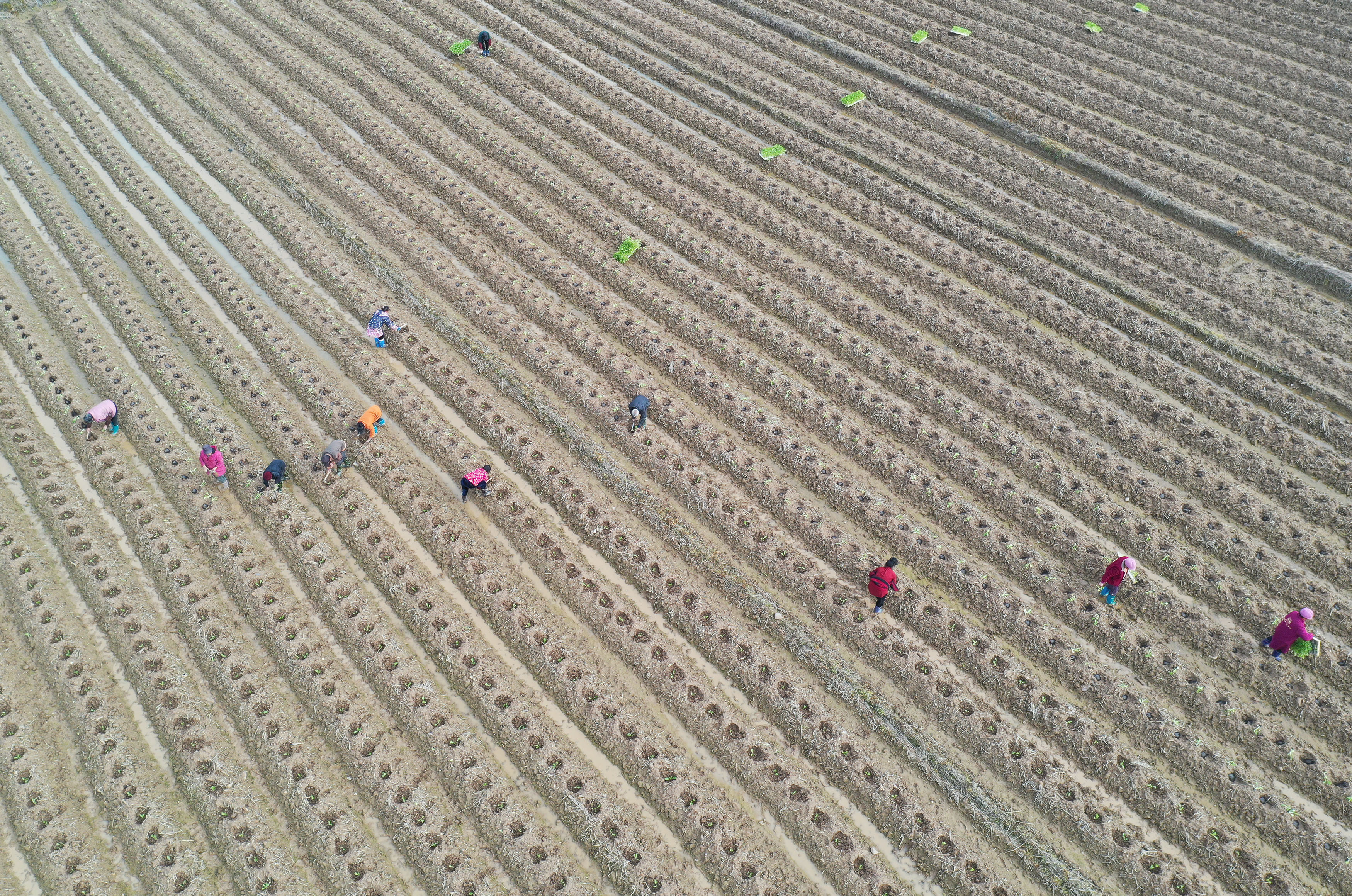 湖南道县：春耕春种 热火朝天_fororder_3