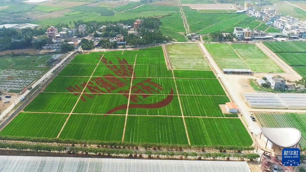 新品種·新技術·新模式——南繁新圖景觀察_fororder_20240305f20e33cb1bbf42dc9813892458243208_202403054780519d3a594ff08d4b75a74853f9a8