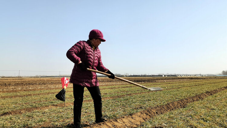 河北唐縣：農技指導“護航”春耕備播_fororder_農民在田間勞作