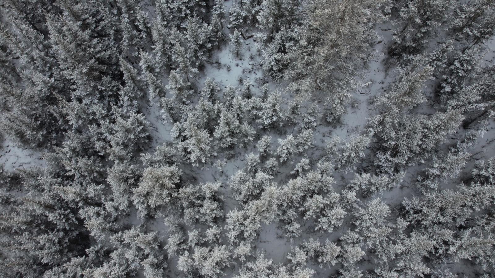 【原创】金昌永昌：祁连山区成野生动物戏雪乐园_fororder_866363ae-dffb-4963-9ed0-dfef9ae1320d_l