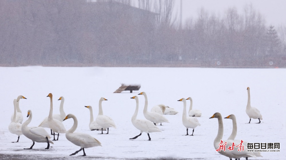 天鵝迎雪舞蹁躚 張掖濕地公園如童話世界_fororder_5