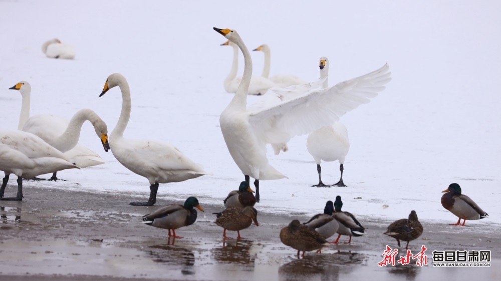 天鵝迎雪舞蹁躚 張掖濕地公園如童話世界_fororder_6