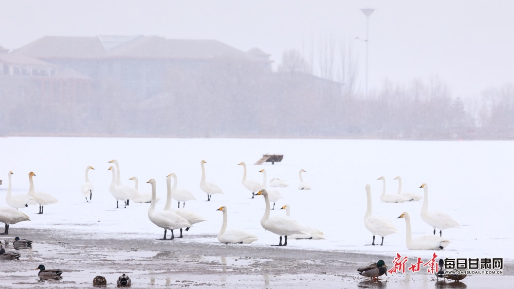 天鵝迎雪舞蹁躚 張掖濕地公園如童話世界_fororder_1