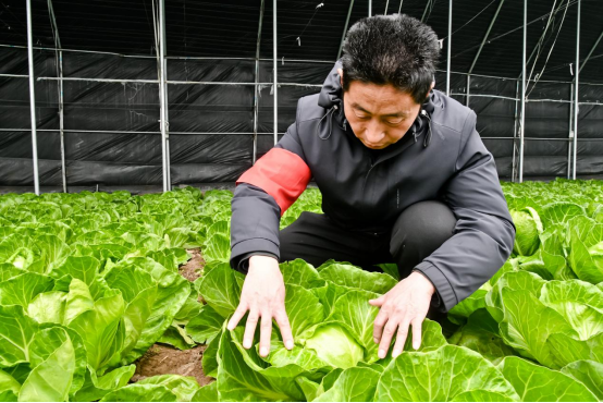 邯郸冀南新区：蔬菜专家进大棚 “问诊把脉”助春耕_fororder_邯郸冀南新区547