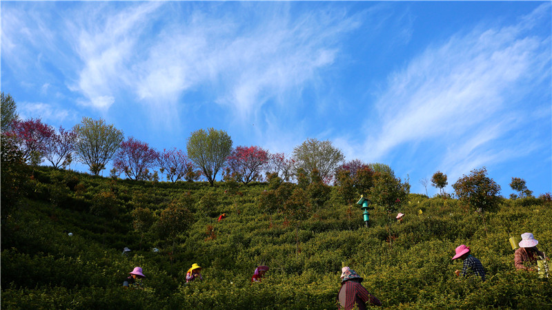 信陽市商城縣：黃金茶園採茶忙_fororder_茶園風光美 王先軍 攝