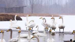 天鹅迎雪舞蹁跹 张掖湿地公园如童话世界