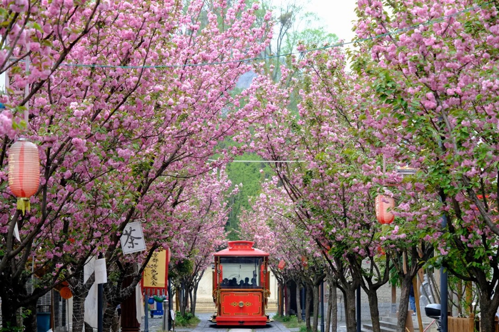 贵州六盘水：市民游客组团走“花路” 感受浪漫春日_fororder_640 (8)