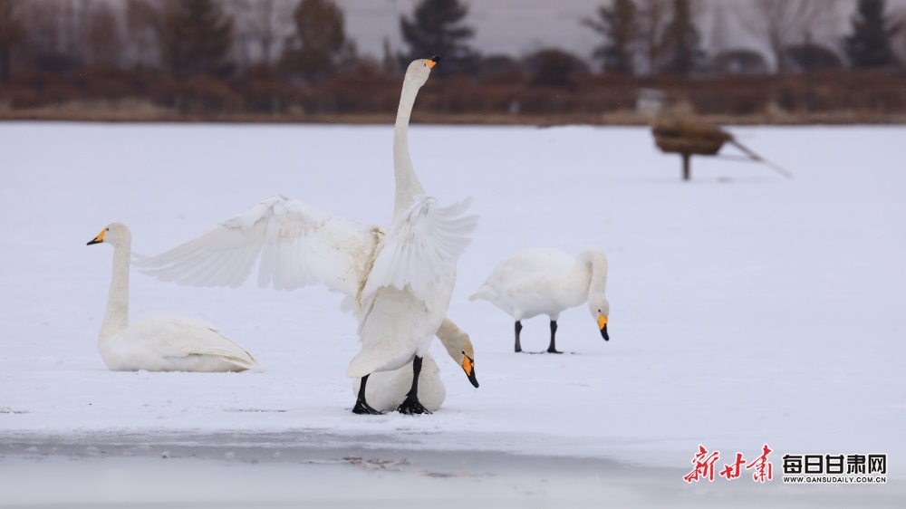 天鵝迎雪舞蹁躚 張掖濕地公園如童話世界_fororder_3