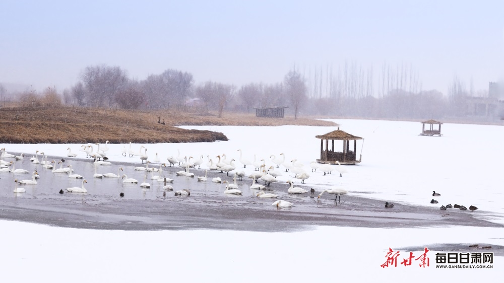 天鵝迎雪舞蹁躚 張掖濕地公園如童話世界_fororder_9