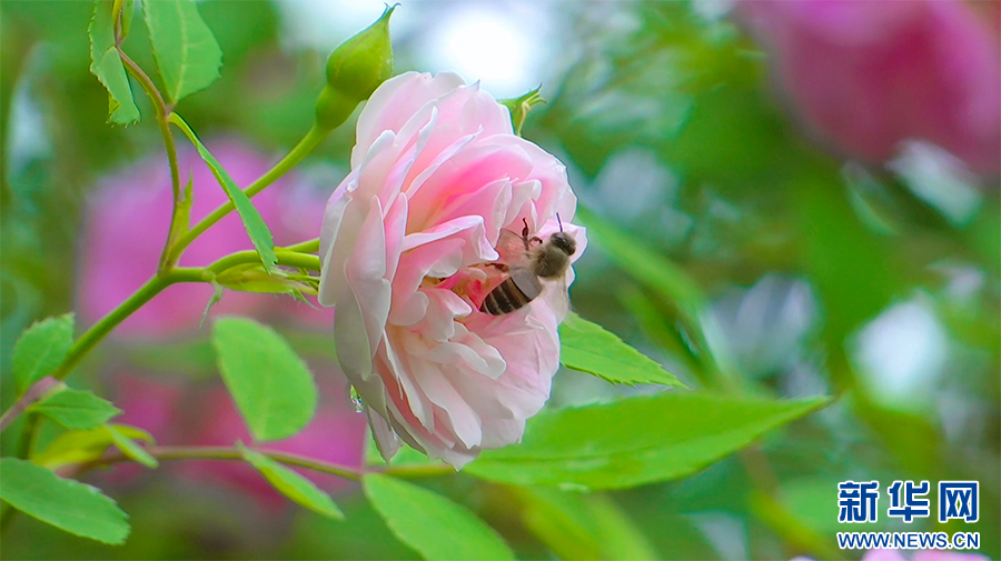 重庆涪陵蔷薇花墙春正浓