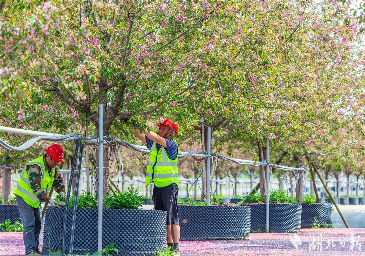 武漢“繁花工廠”定制百花“打工人”