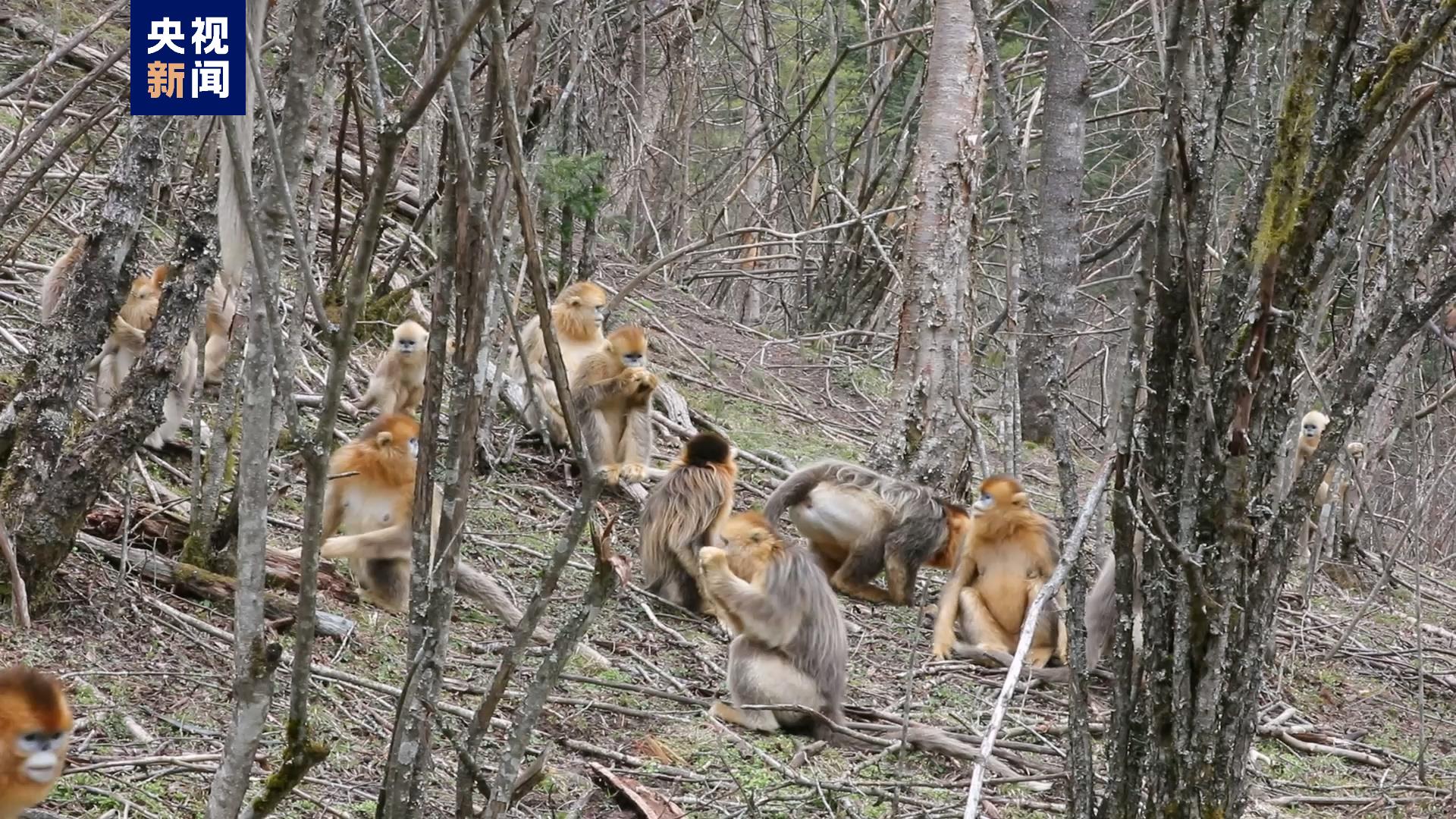 湖北神农架金丝猴基地喜添6只猴宝宝
