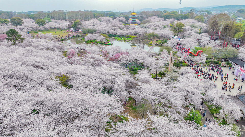 东湖樱花园3月7日开园开通三大赏樱专线