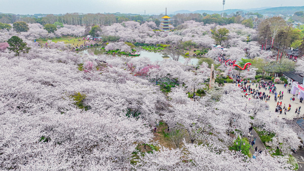 东湖樱花园3月7日开园 开通三大赏樱专线