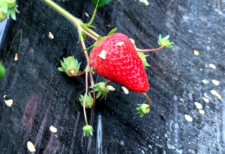 【原創】天水清水：大棚草莓種出“莓”好生活_fororder_33