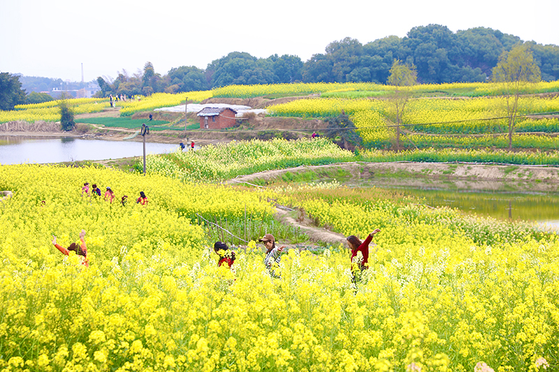 自贡贡井区艾叶油菜花田迎来盛花期_fororder_2市民漫步油菜花中