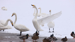 天鹅迎雪舞蹁跹 张掖湿地公园如童话世界
