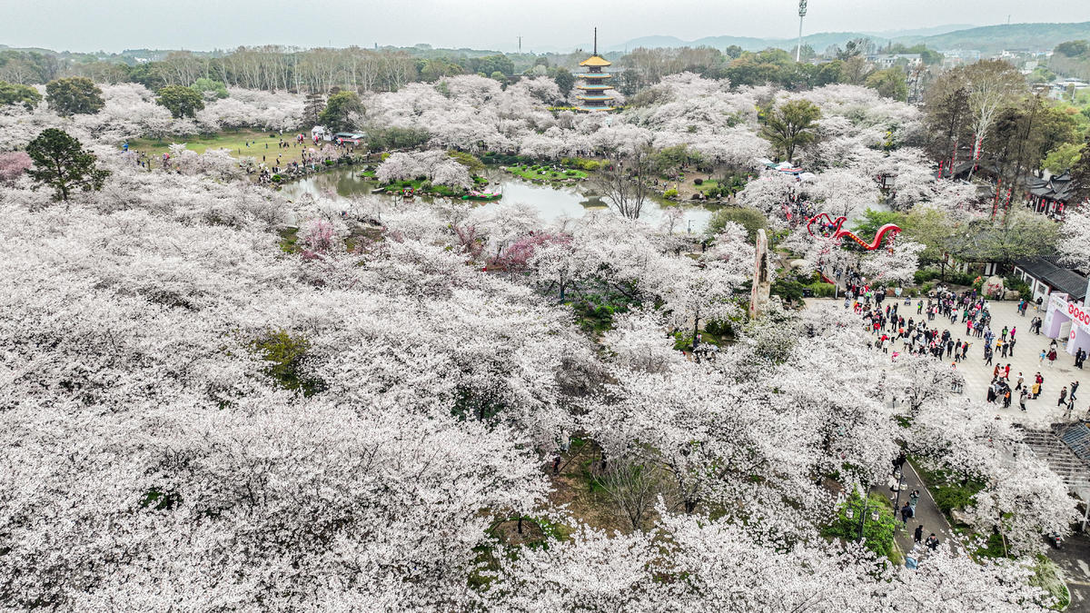 東湖櫻花園3月7日開園 開通三大賞櫻專線