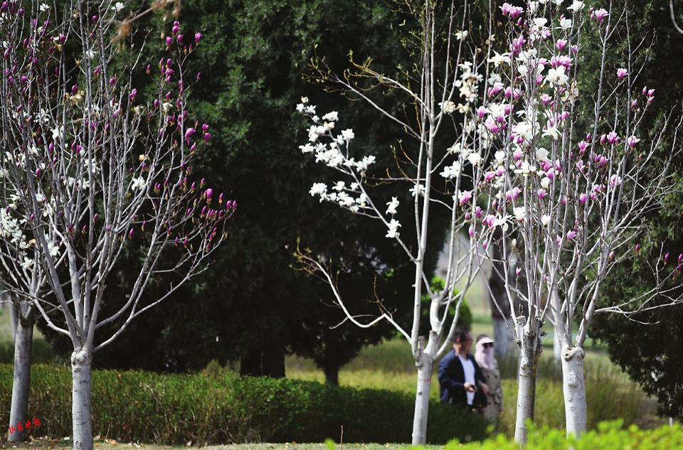 太原：春有约 花不误_fororder_77