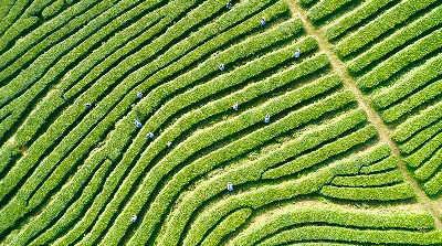 绵竹：不负好春光 春茶采摘忙_fororder_mmexport1709712804120