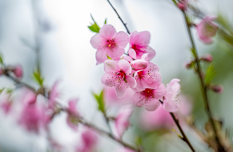 自贡市第二十四届自流井·尖山桃花会开幕_fororder_6桃花展露芬芳（摄影-廖志全）