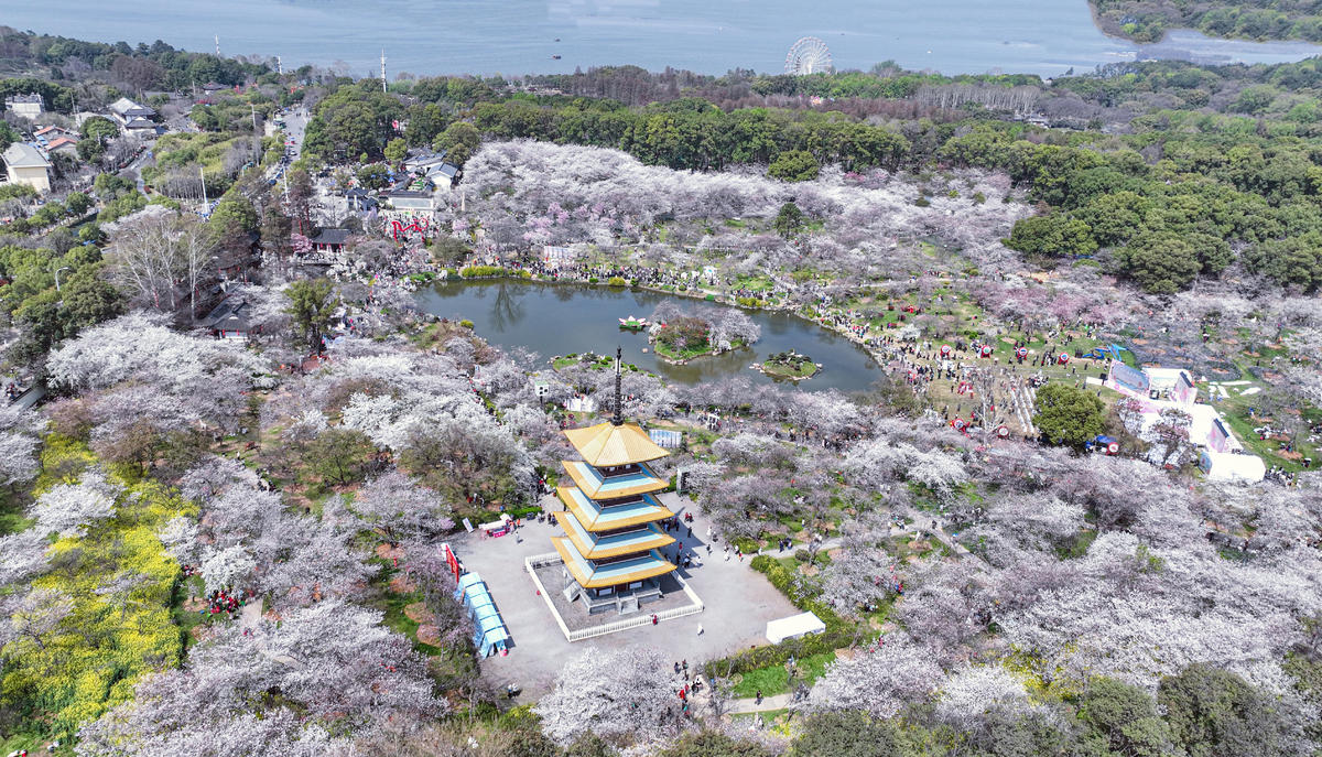 东湖樱花园3月7日开园 开通三大赏樱专线