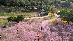 共赴春日之約 廣州南沙十八羅漢山櫻花節浪漫登場