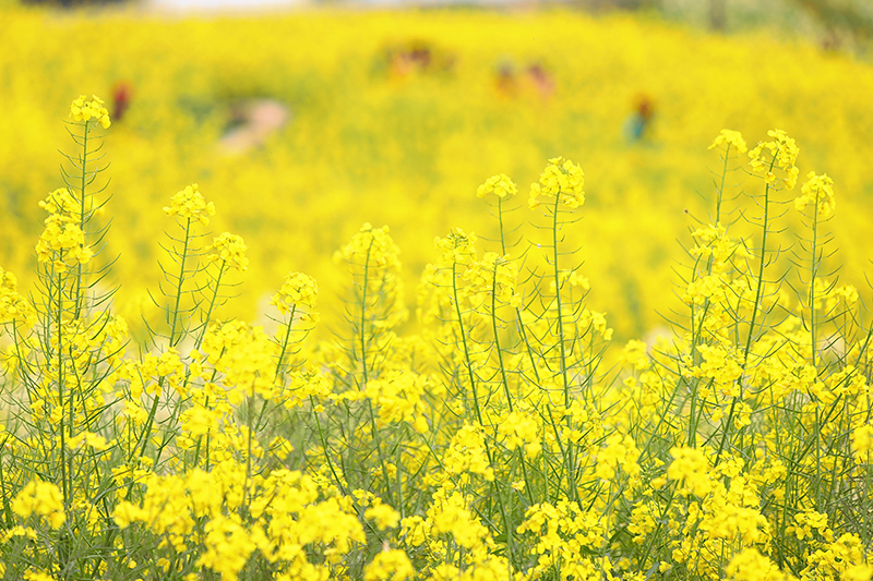 自贡贡井区艾叶油菜花田迎来盛花期_fororder_3油菜花盛开