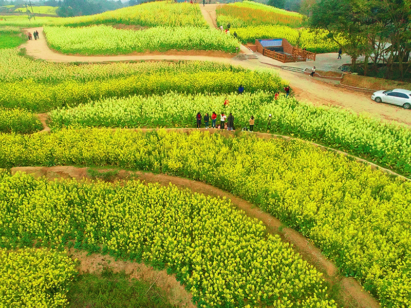 自贡贡井区艾叶油菜花田迎来盛花期_fororder_1油菜花盛开