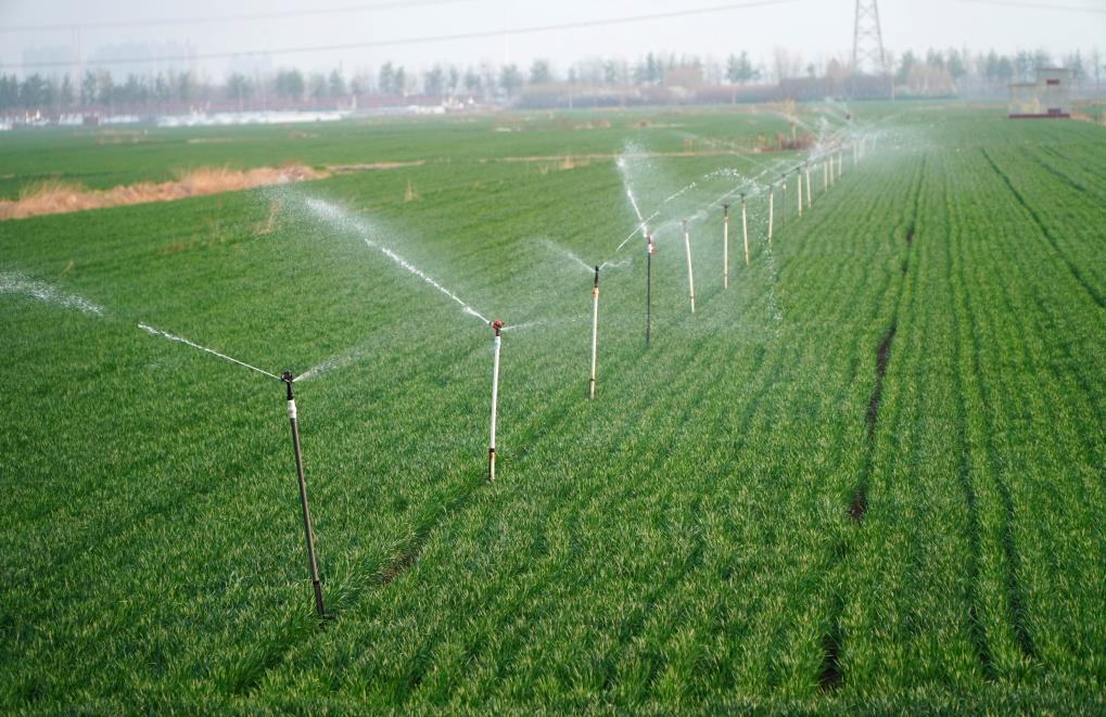 山東濰坊：小麥春季灌溉忙