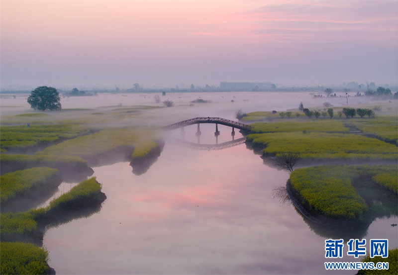 江苏兴化：雾绕千垛油菜花海 美如仙境